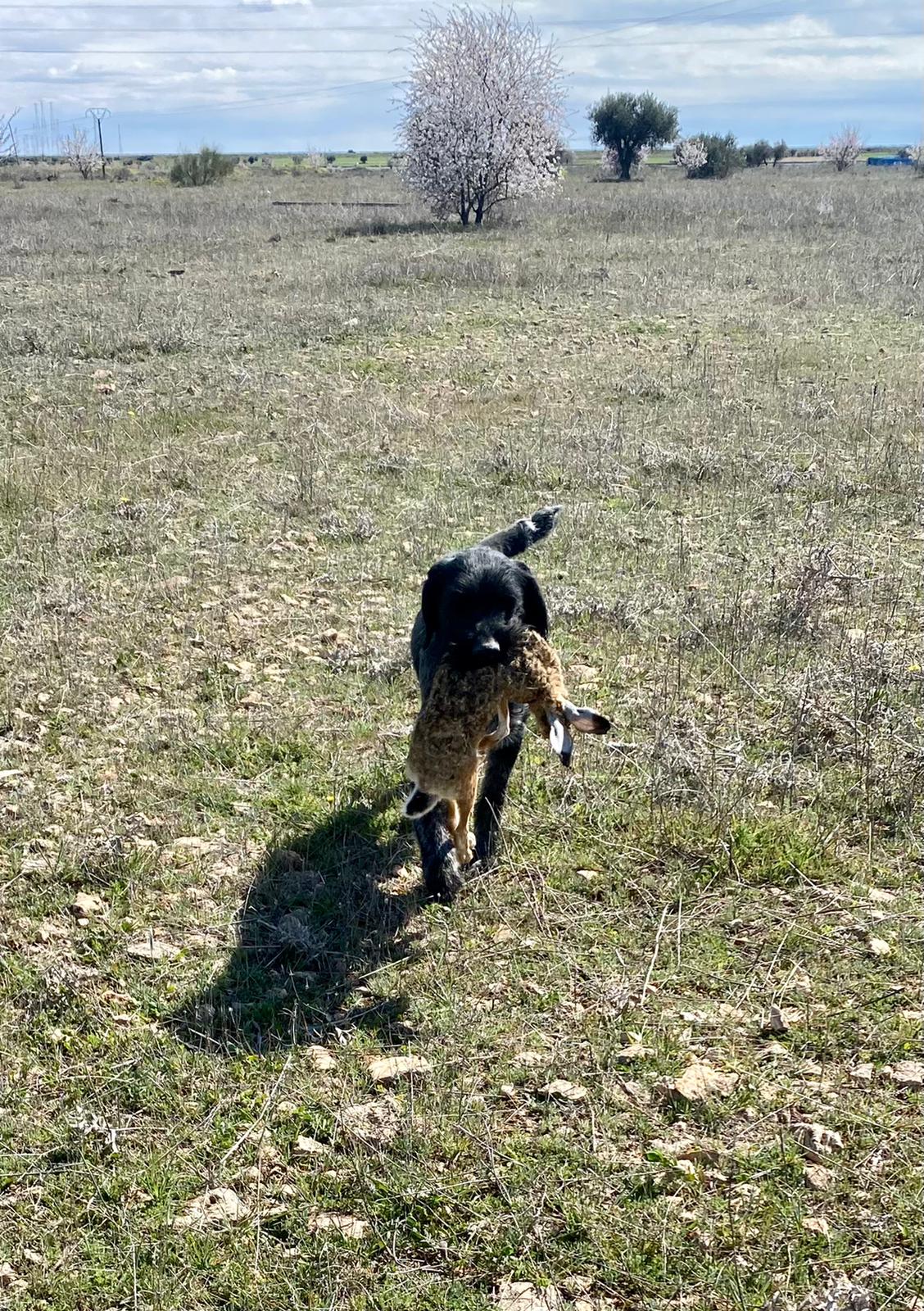 Perro de caza Deutsch-Drahthaar cobrando una liebre en un campo durante una jornada de caza.