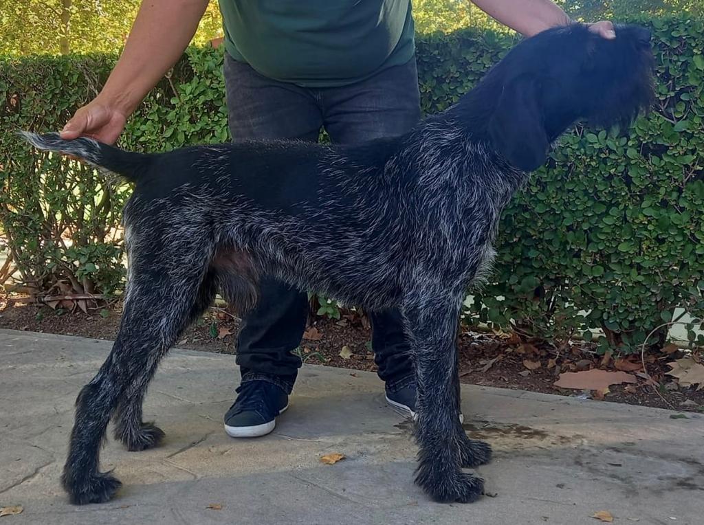 Un hombre presenta a su perro Deutsch-Drahthaar en una pose de exposición al aire libre.