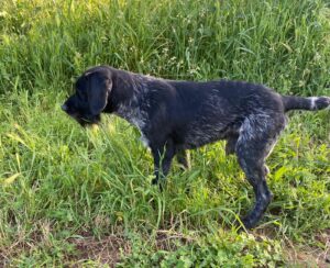 Perro de caza Deutsch-Drahthaar en pose de muestra en un campo de hierba alta.