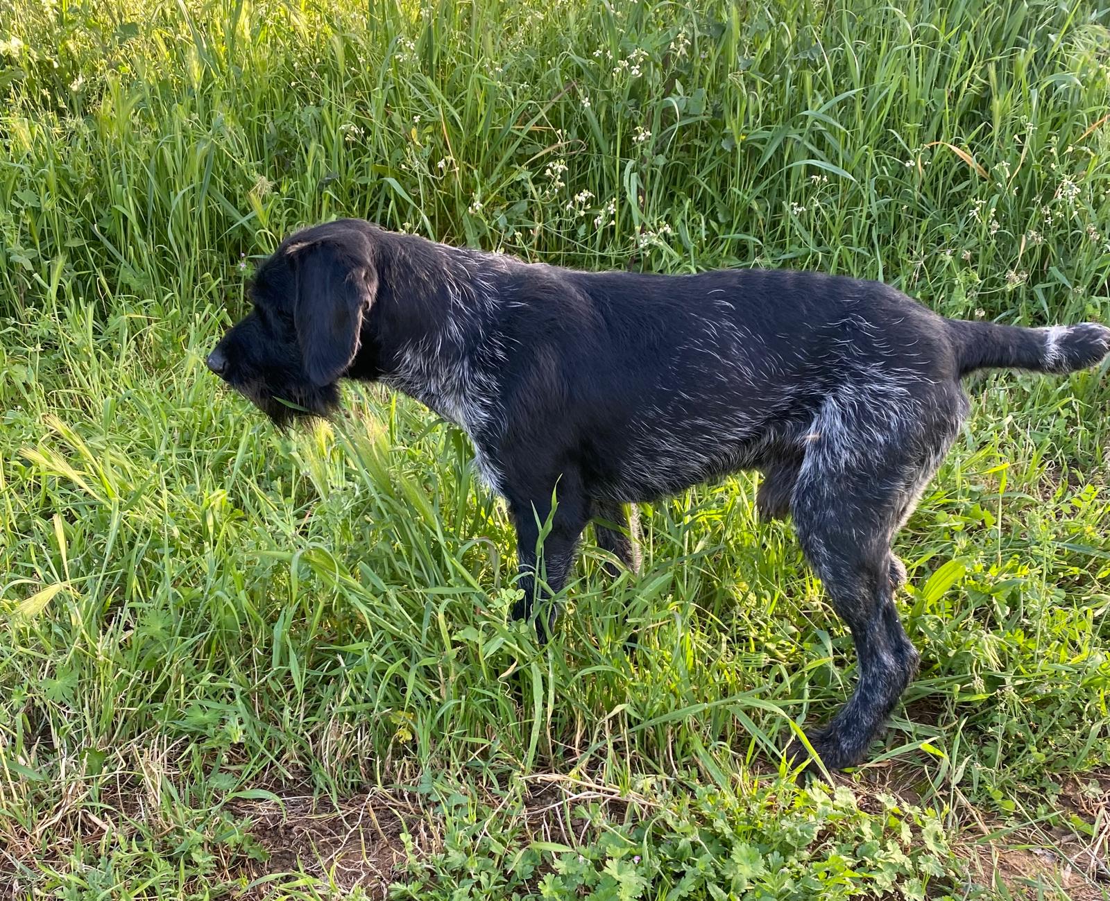 Perro de caza Deutsch-Drahthaar en pose de muestra en un campo de hierba alta.