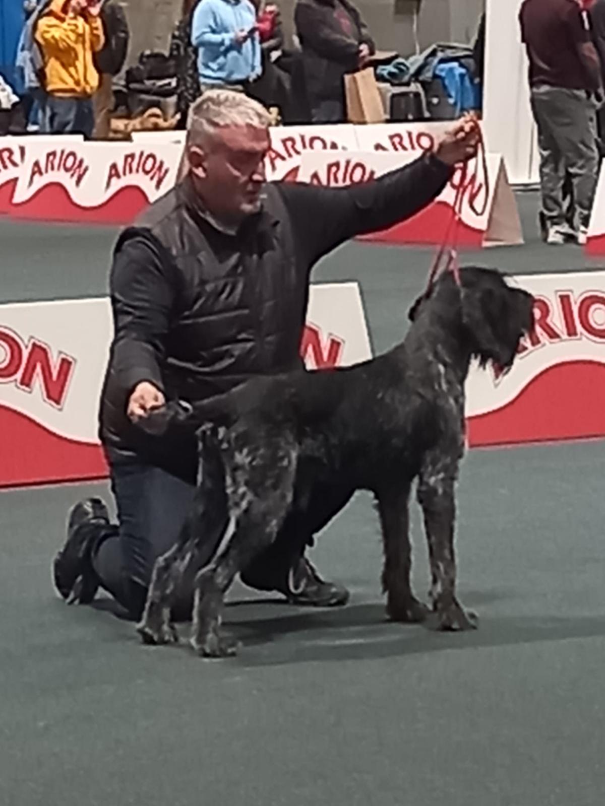 Presentador colocando a un perro Deutsch-Drahthaar en pose de exposición en el ring de una competición canina.