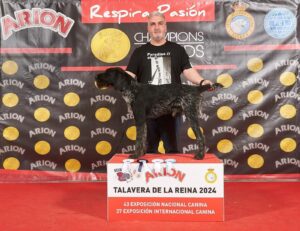 Hombre presentando a su perro Deutsch-Drahthaar en el podio de la Exposición Canina de Talavera de la Reina 2024.