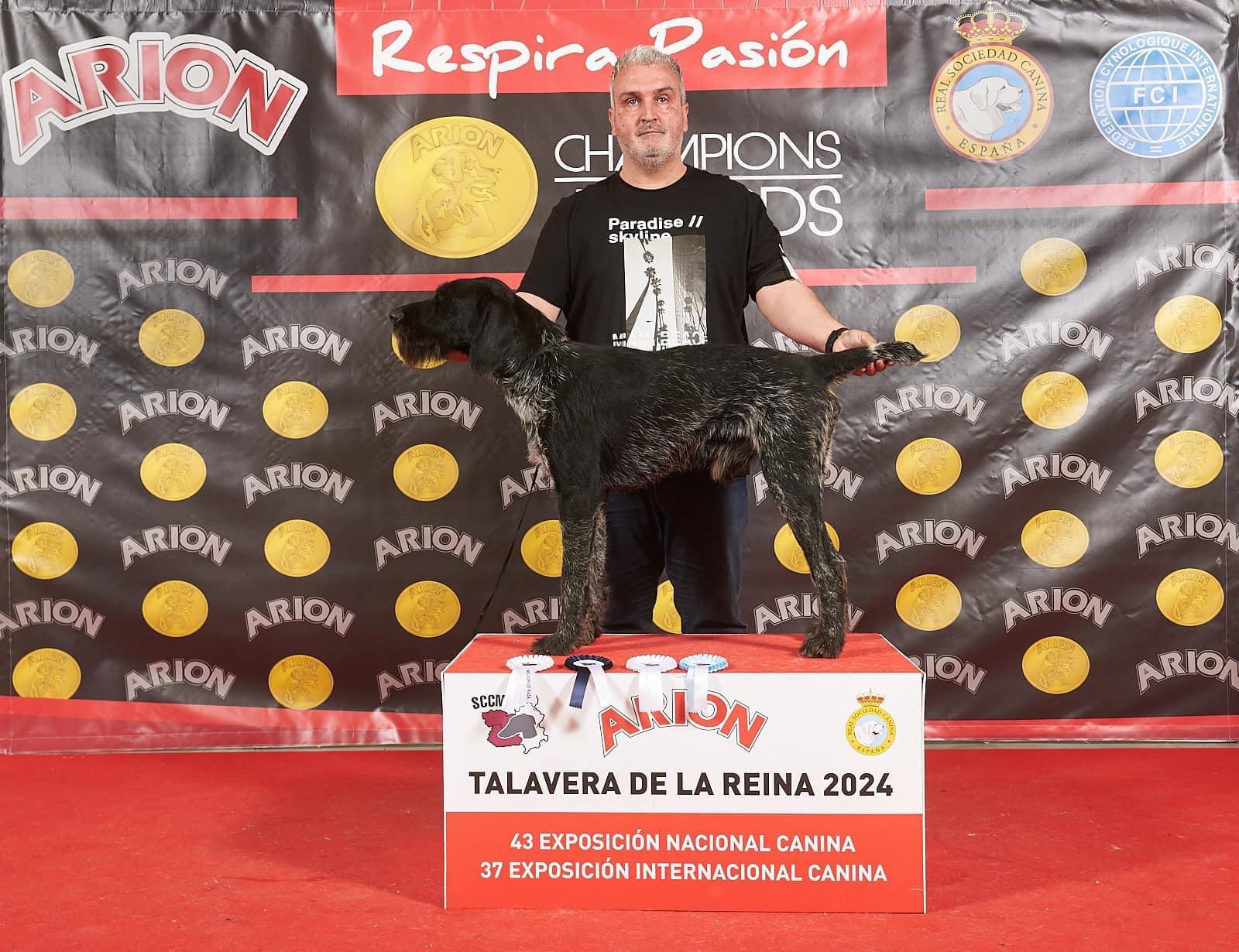 Hombre presentando a su perro Deutsch-Drahthaar en el podio de la Exposición Canina de Talavera de la Reina 2024.