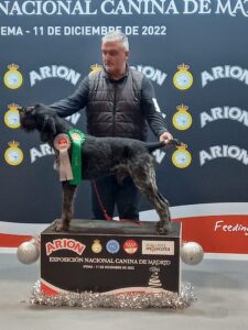 Alt text: Perro de caza Deutsch-Drahthaar de color oscuro en el campo, sujetando en su boca una codorniz cobrada.