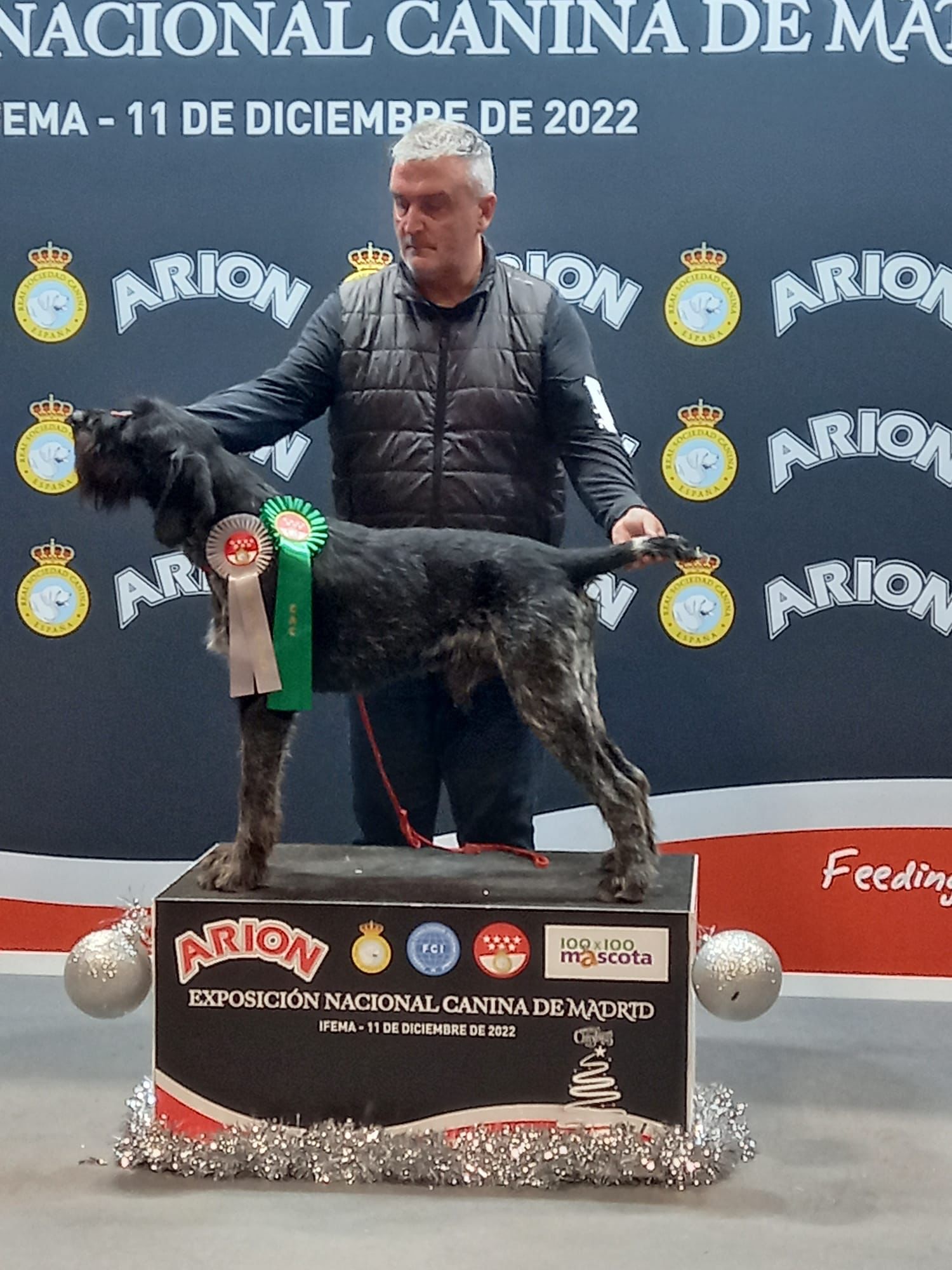 Alt text: Perro de caza Deutsch-Drahthaar de color oscuro en el campo, sujetando en su boca una codorniz cobrada.