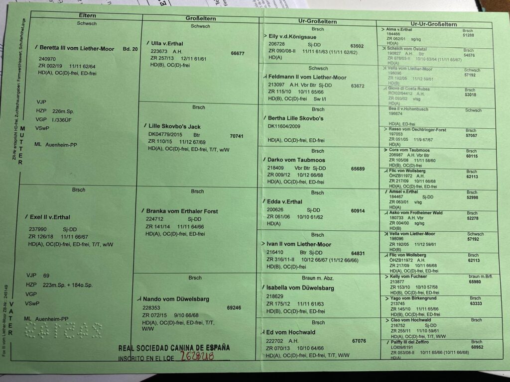  Documento oficial del árbol genealógico de un perro de raza, con un sello de la Real Sociedad Canina de España.