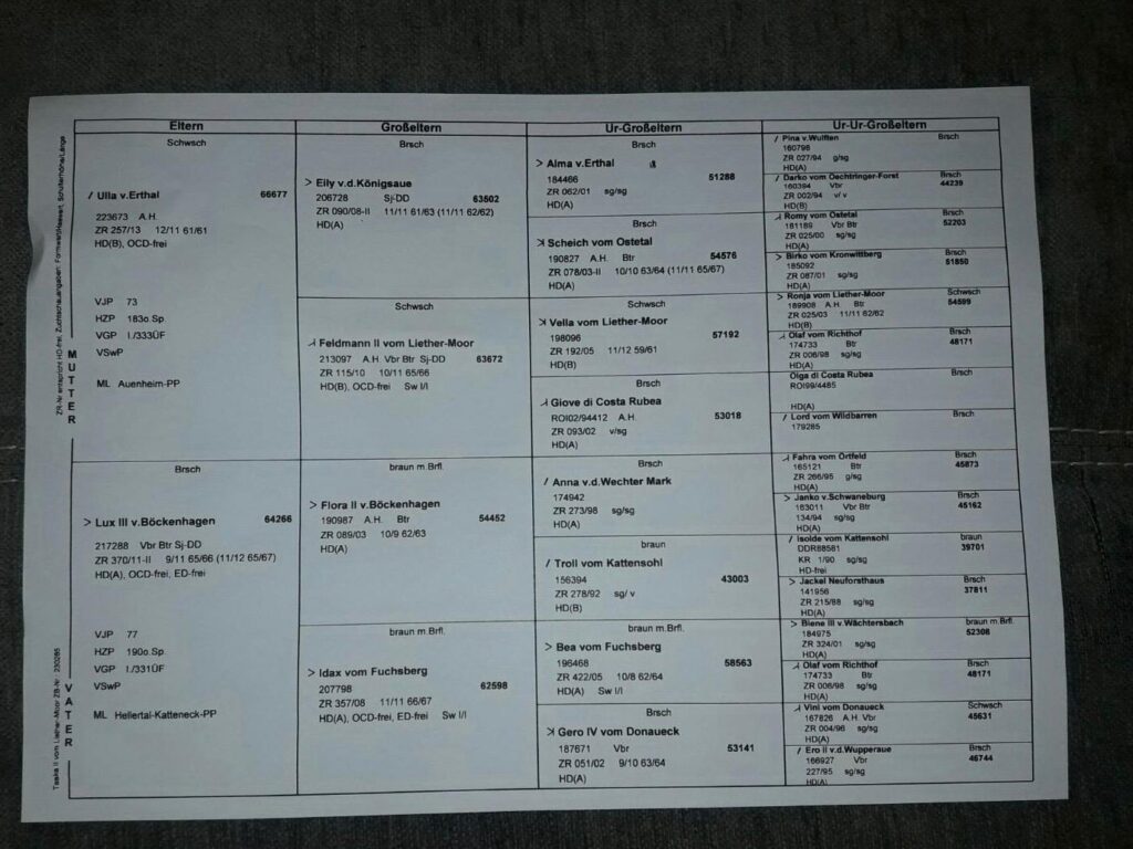 Documento del árbol genealógico de un perro de raza que muestra cuatro generaciones de sus ancestros y sus datos de cría.