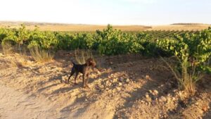 Alt text: Perro de caza Deutsch-Drahthaar en pose de muestra en un viñedo al atardecer.