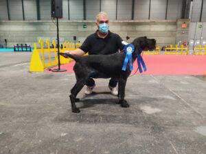 Hombre con mascarilla presentando a su perro Deutsch-Drahthaar negro, ganador del premio C.A.C.I.B., en una exposición canina.