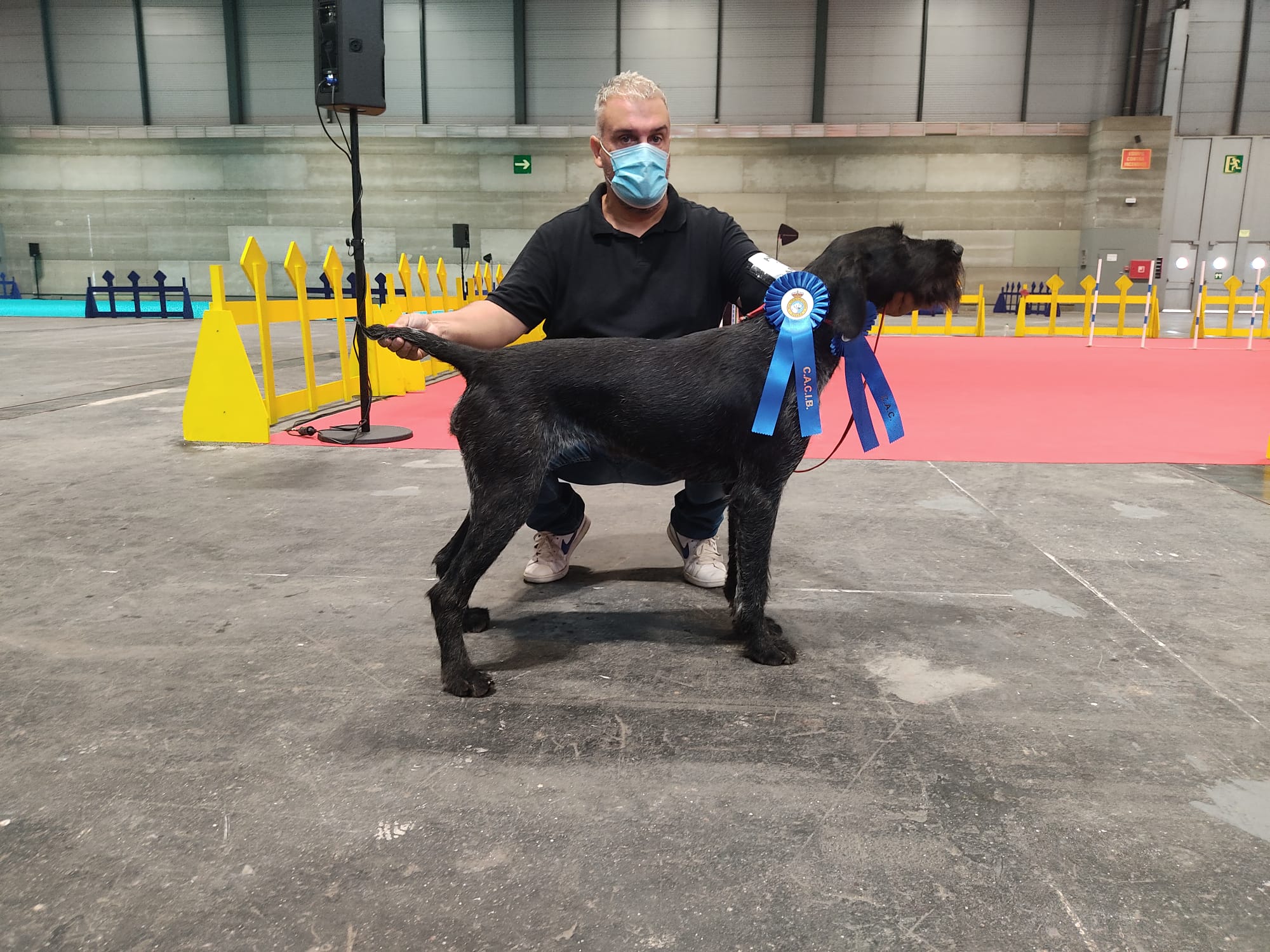 Hombre con mascarilla presentando a su perro Deutsch-Drahthaar negro, ganador del premio C.A.C.I.B., en una exposición canina.