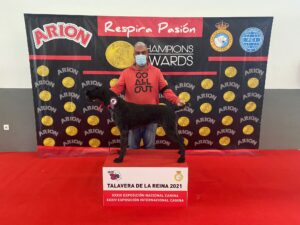 Hombre con mascarilla presentando a su perro Deutsch-Drahthaar en el podio de la Exposición Canina de Talavera de la Reina 2021.