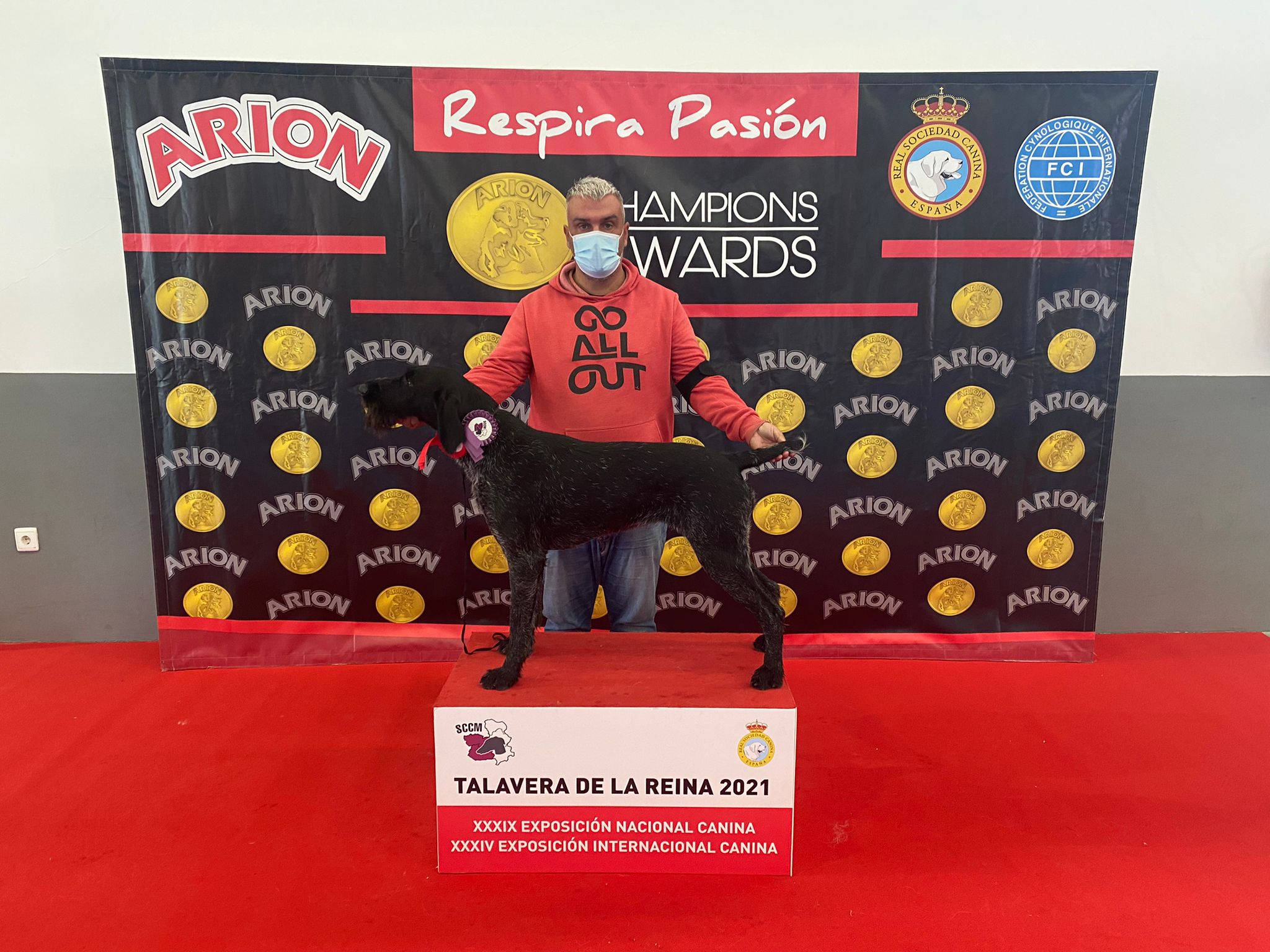 Hombre con mascarilla presentando a su perro Deutsch-Drahthaar en el podio de la Exposición Canina de Talavera de la Reina 2021.