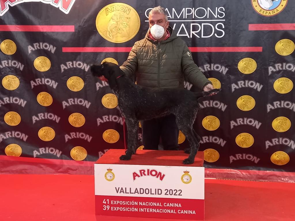 Hombre con mascarilla y su perro Deutsch-Drahthaar en el podio de la Exposición Canina de Valladolid 2022.