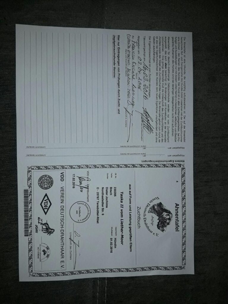 Certificado de pedigrí oficial (Ahnentafel) de una perra Deutsch-Drahthaar llamada Taska II vom Liether-Moor.