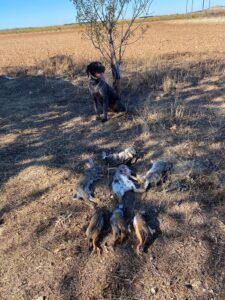 Perro de caza Deutsch-Drahthaar posando con las presas cobradas en una exitosa jornada de caza.