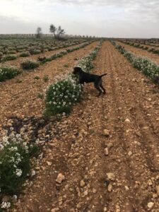 Perro de caza Deutsch-Drahthaar en pose de muestra en un viñedo con flores blancas.