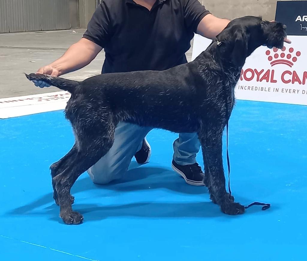 Un presentador colocando a su perro Deutsch-Drahthaar de color negro en una pose de exposición sobre una pista azul.