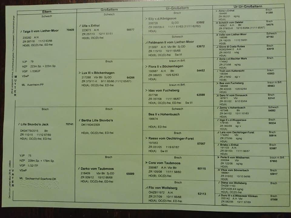 Árbol genealógico de cuatro generaciones de un perro de raza Deutsch-Drahthaar.