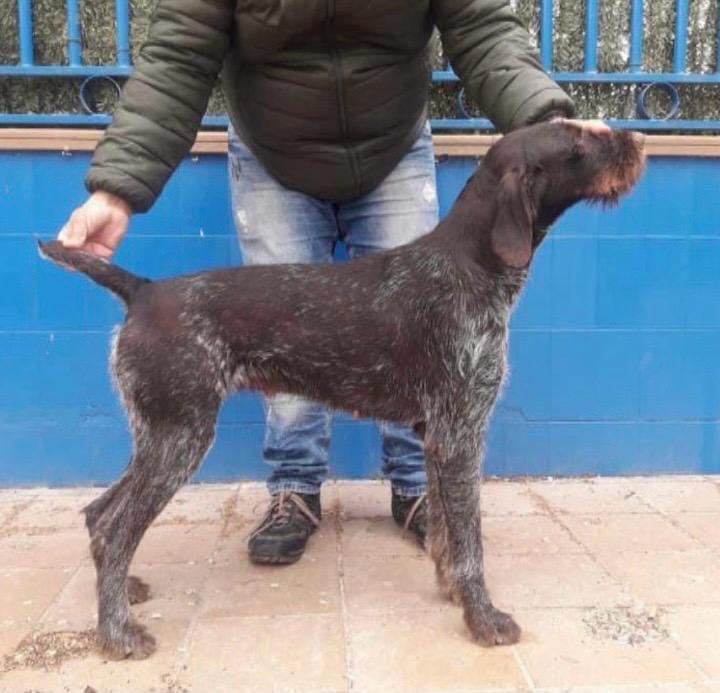 Un hombre colocando a su perro de caza Deutsch-Drahthaar de color marrón en pose de exposición