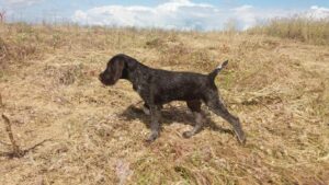 Cachorro de Deutsch-Drahthaar en su primera muestra en un campo de flores silvestres.