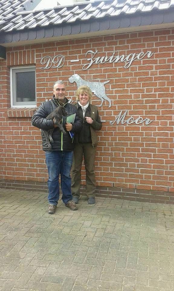 Hombre recogiendo a su nuevo cachorro Deutsch-Drahthaar de la criadora en el criadero "DD-Zwinger Moor"